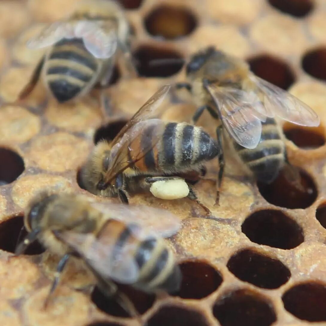 Honey Bees in hive
